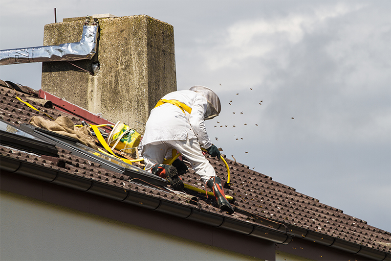Bee Pest Control in Hereford Herefordshire